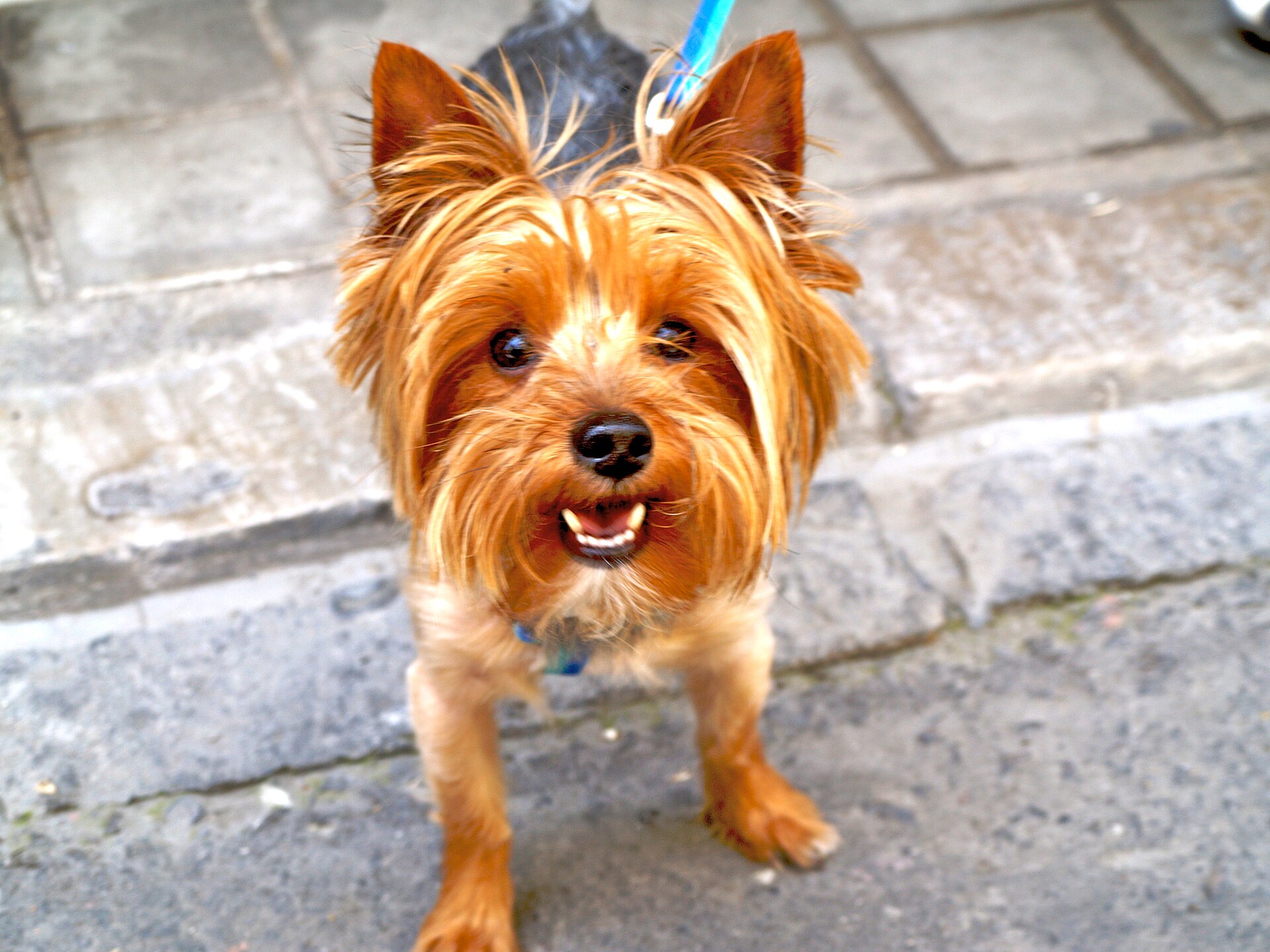 Yorkshire Terrier em pé ao ar livre