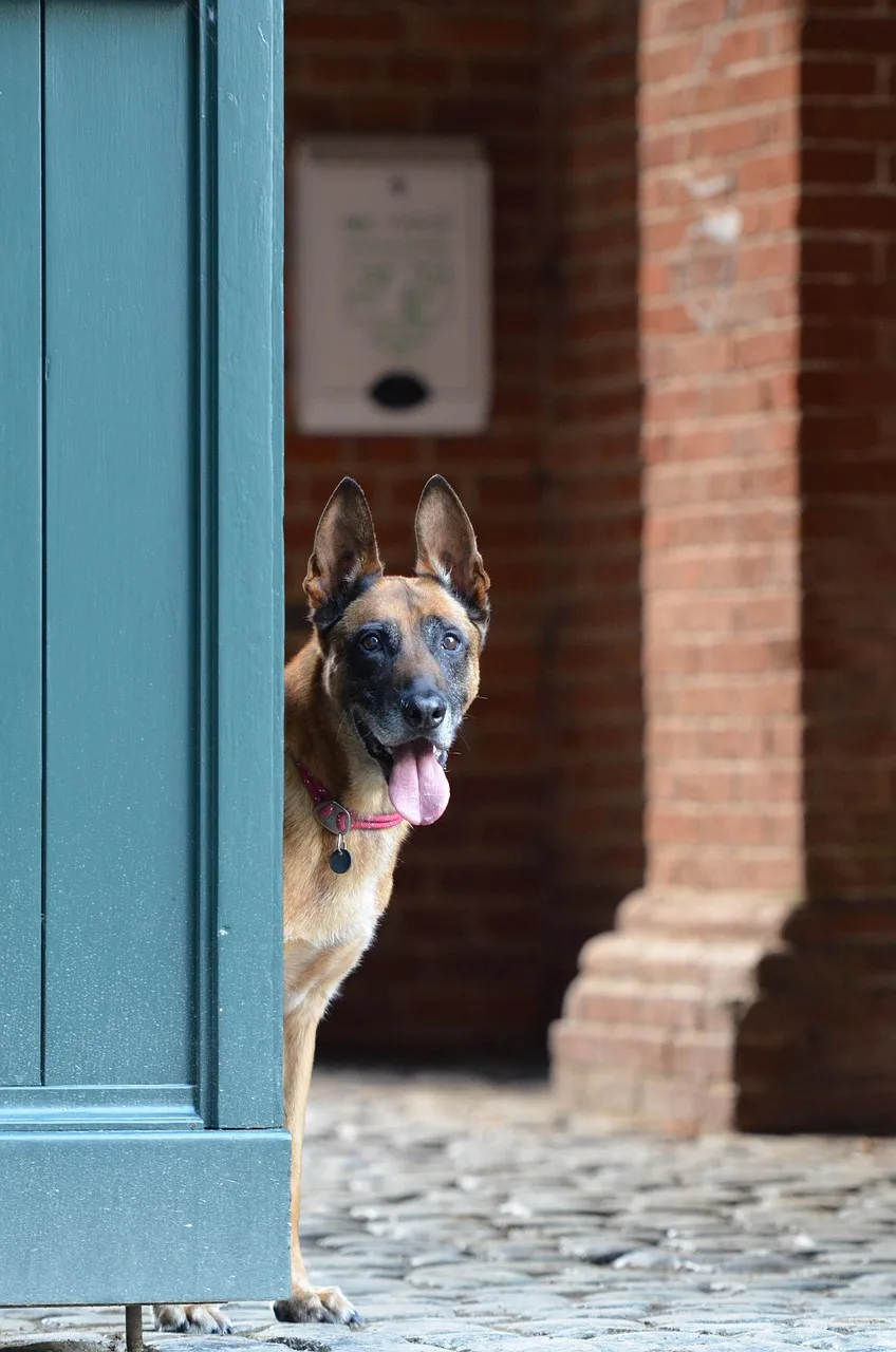 Cachorro espiando por trás da porta de casa com expressão atenta