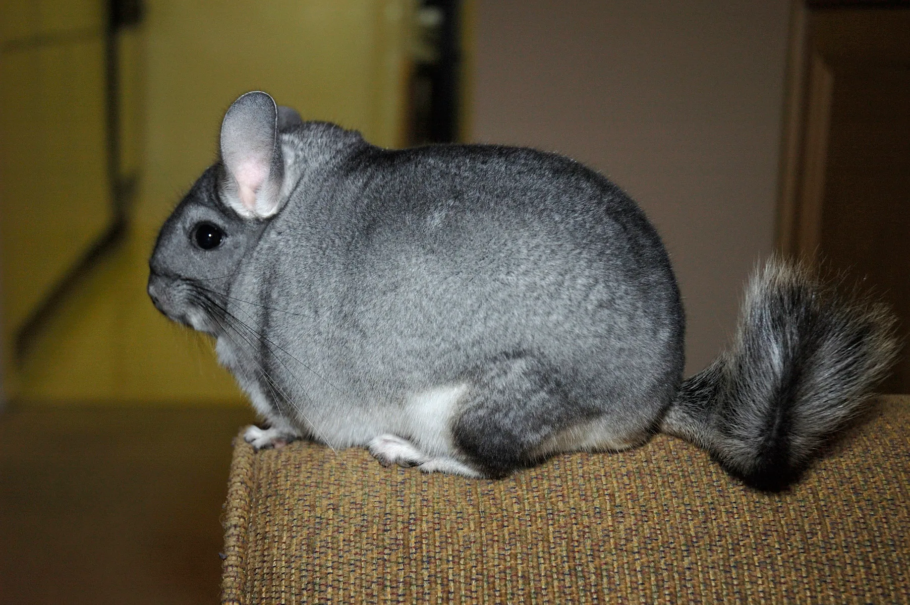 Chinchila cinza em repouso