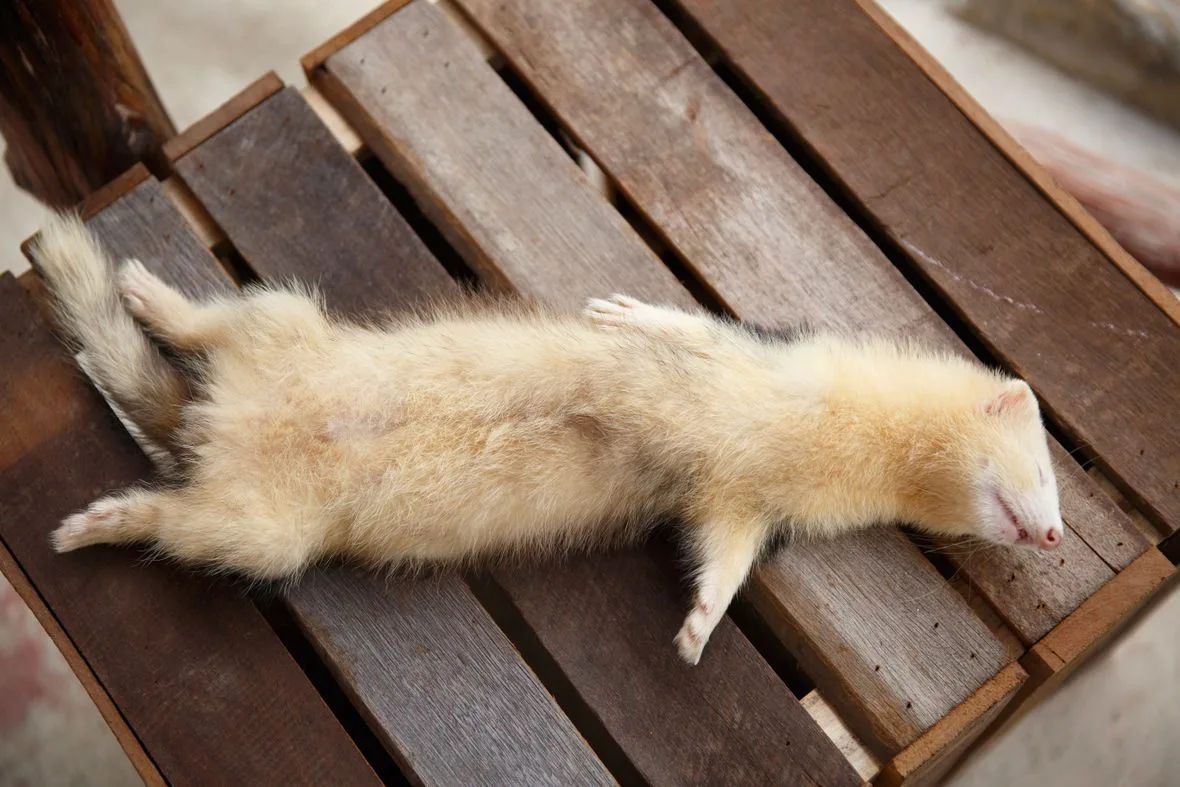 Furão deitado relaxado sobre superfície de madeira