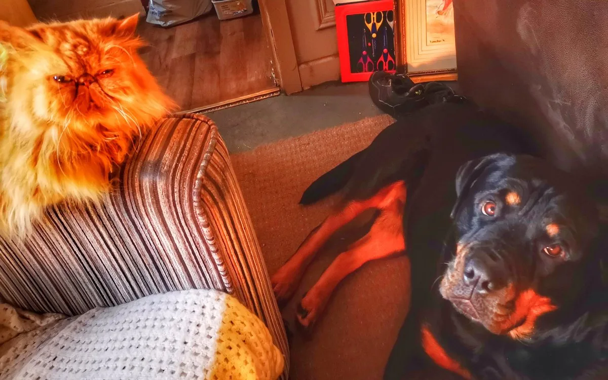 Cachorro atento em ambiente doméstico preparado para convivência com gato