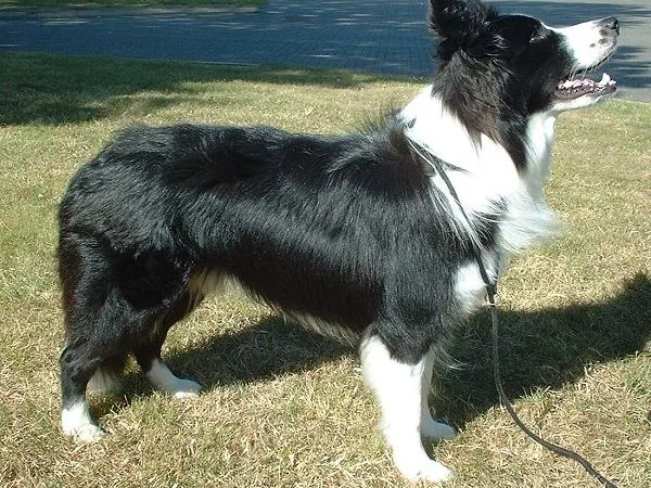 Raça Border Collie
