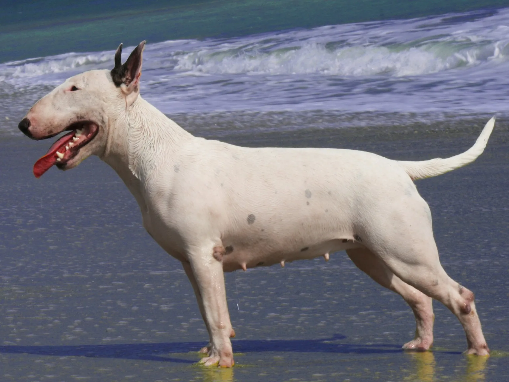 Raça Bull Terrier