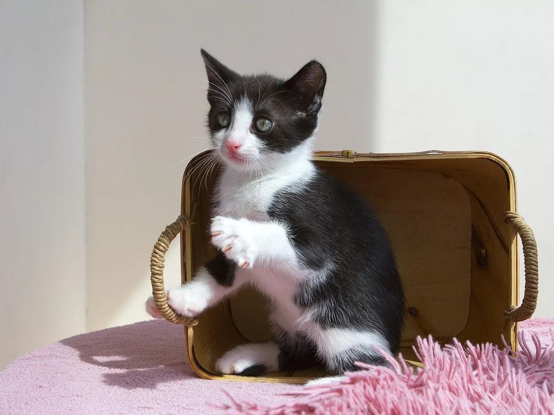 Raça Gato SRD