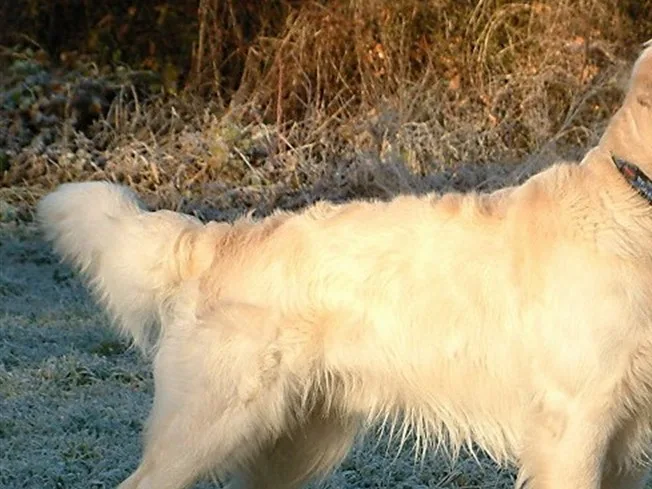 Raça Golden Retriever