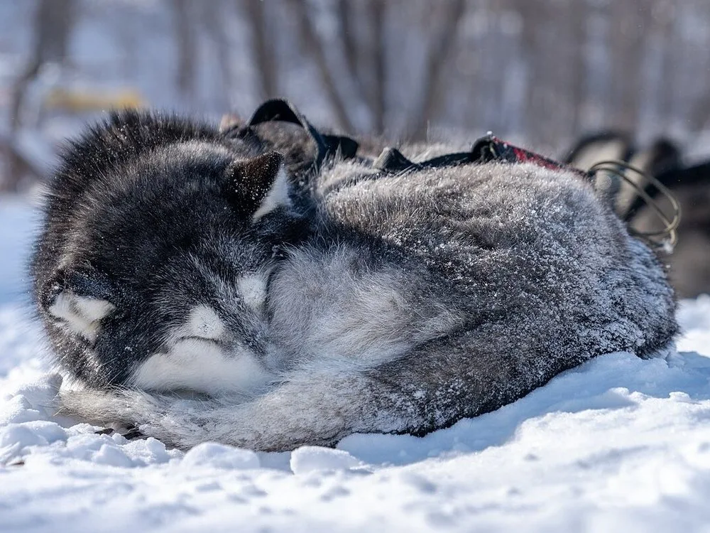 Raça Husky Siberiano