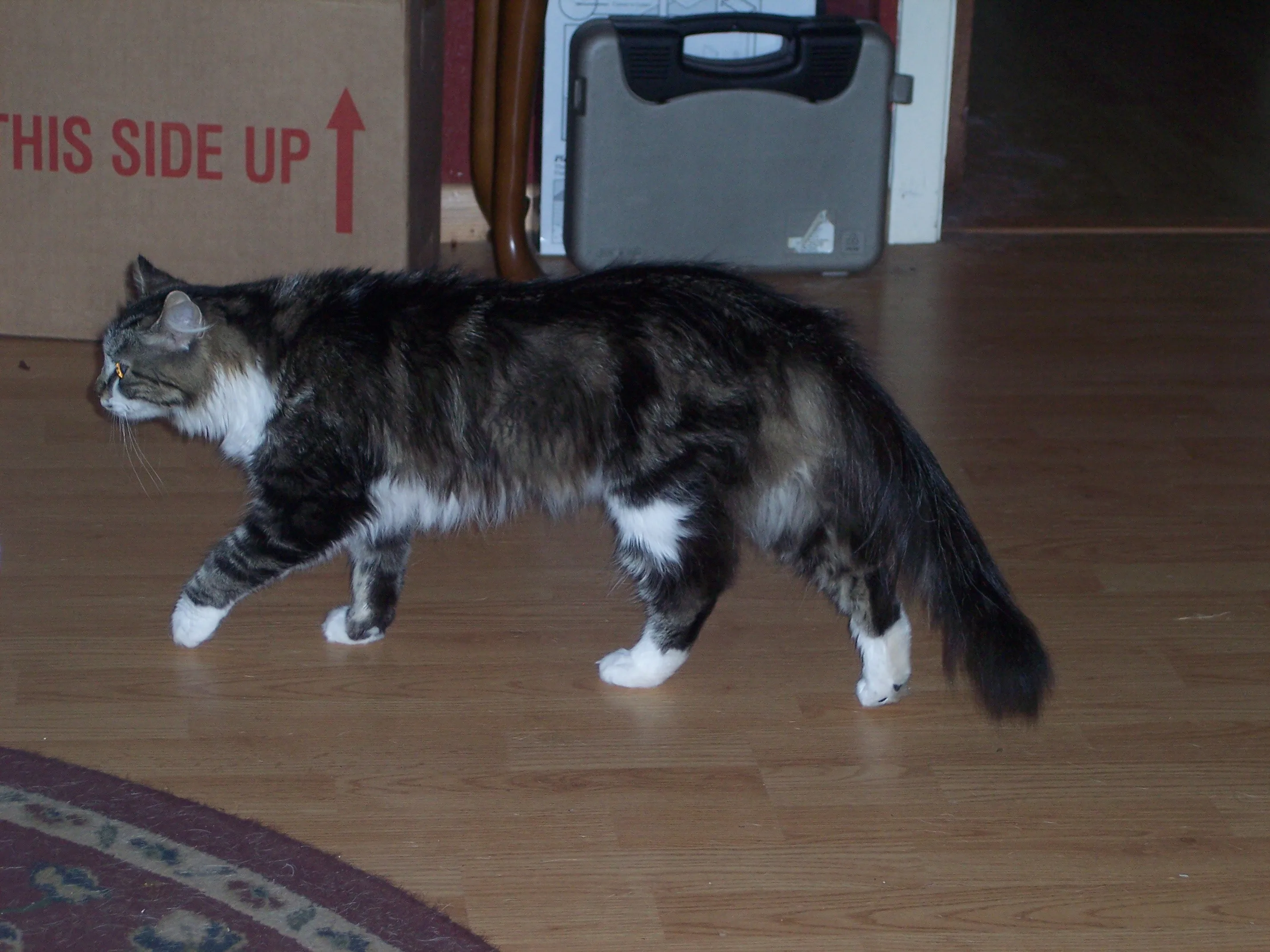 Raça Maine Coon