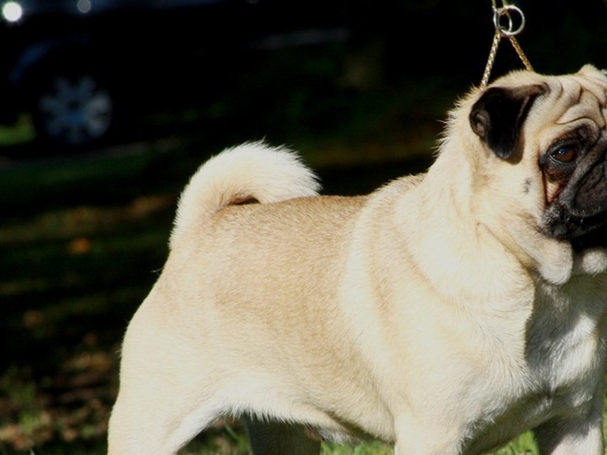 Pug deitado e relaxado em ambiente interno