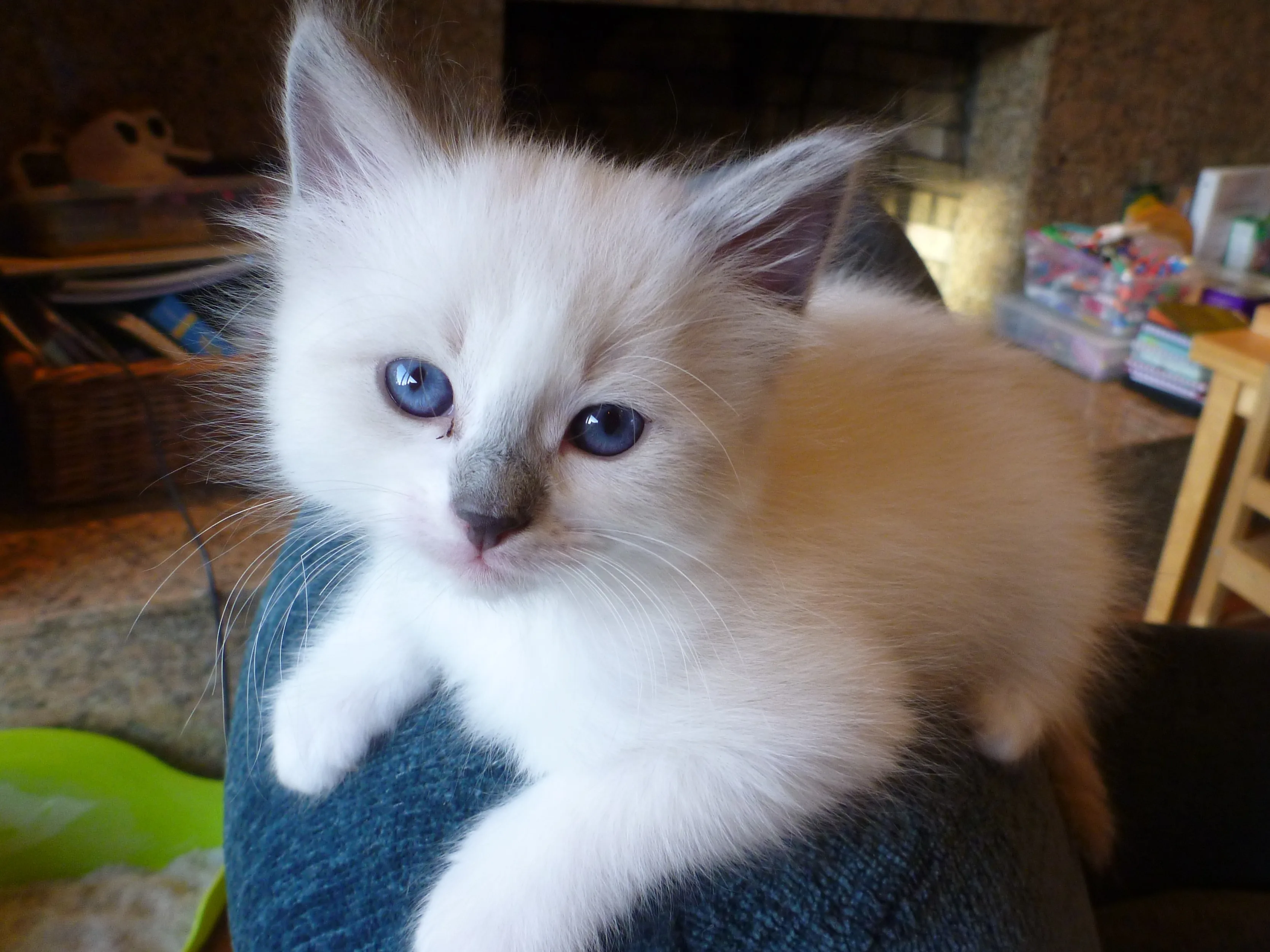 Raça Ragdoll
