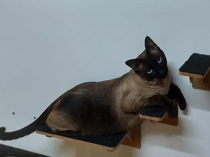 Raça Siamês