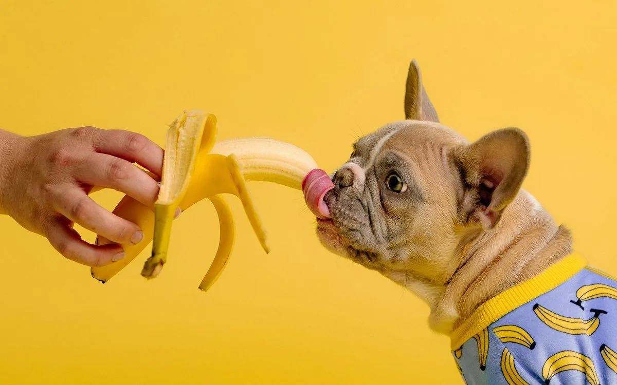 Cachorro observando uma banana em rotina de petisco seguro
