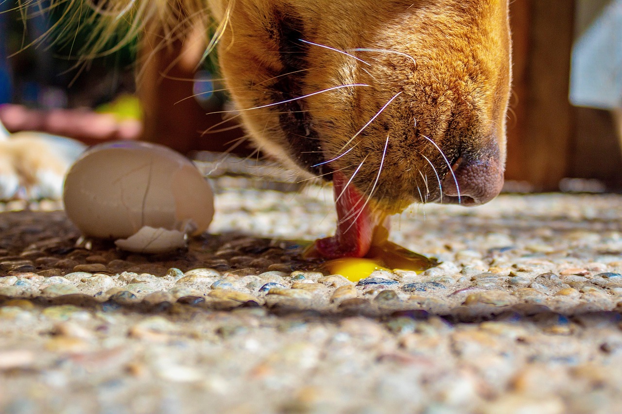 Cachorro lambendo ovo quebrado em uma foto real