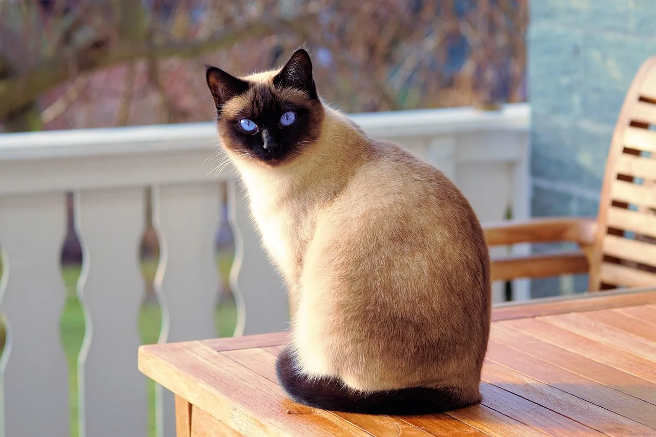 Gato descansando em casa em ambiente limpo e calmo