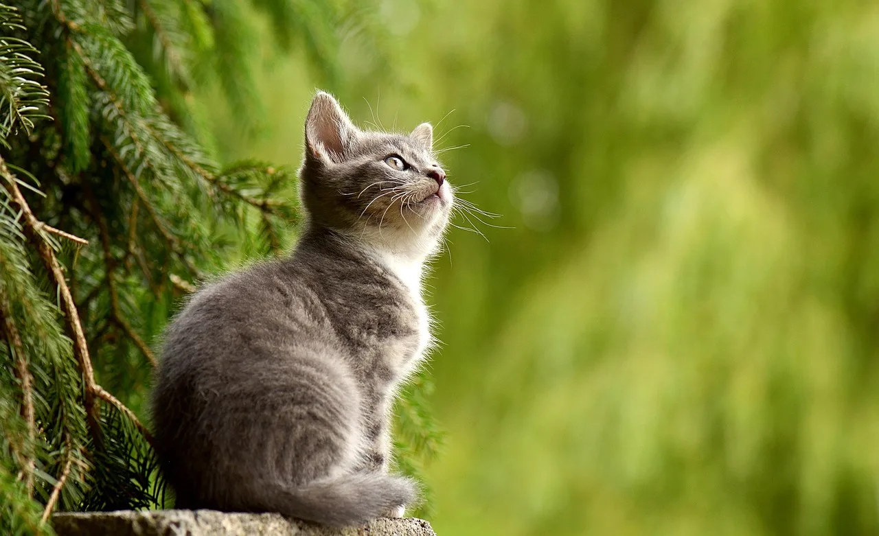 Gato olhando para fora em ambiente doméstico protegido