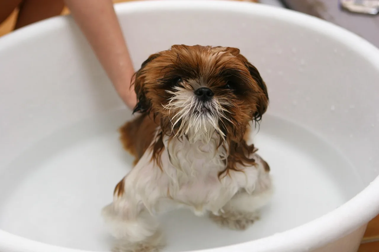 Cachorro pequeno recebendo banho com cuidado em ambiente doméstico