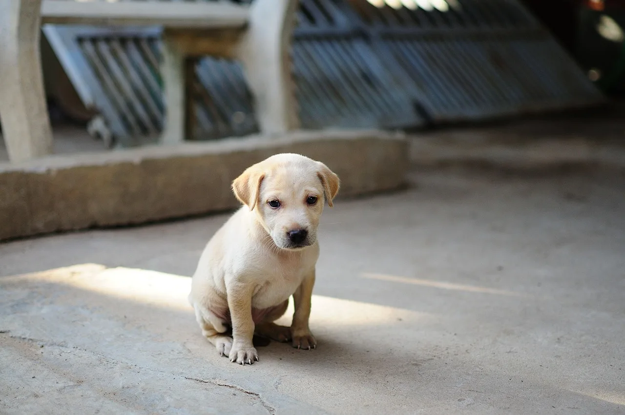 Filhote de cachorro descansando em casa com expressão tranquila
