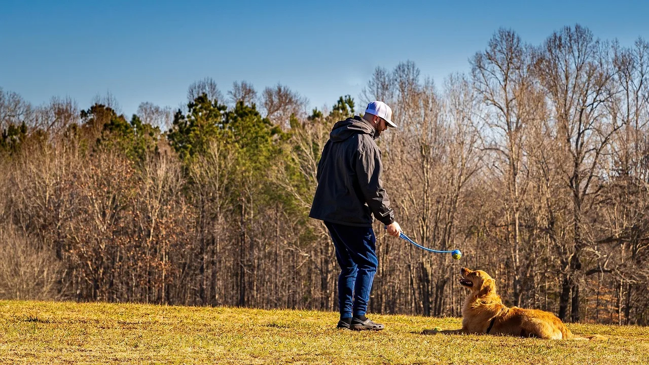 Cachorro atento pronto para aprender comandos simples