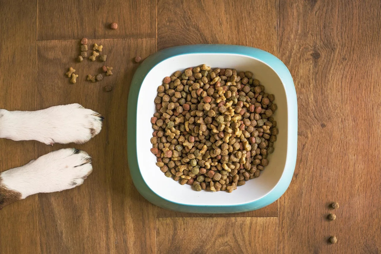 Cachorro em ambiente externo representando rotina alimentar equilibrada
