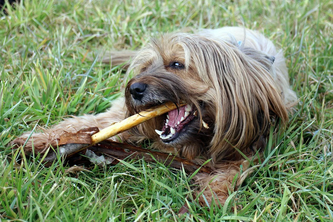 Cachorro próximo ao tutor durante cuidado de higiene bucal