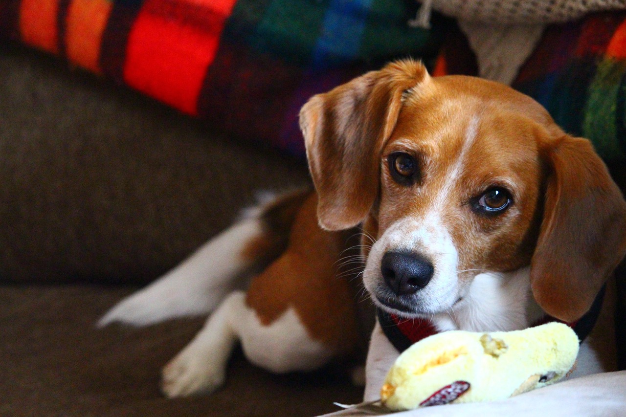 Cachorro em ambiente interno com brinquedo próximo