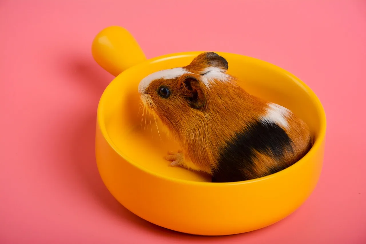 Pequeno pet em espaço protegido para rotina de habitat