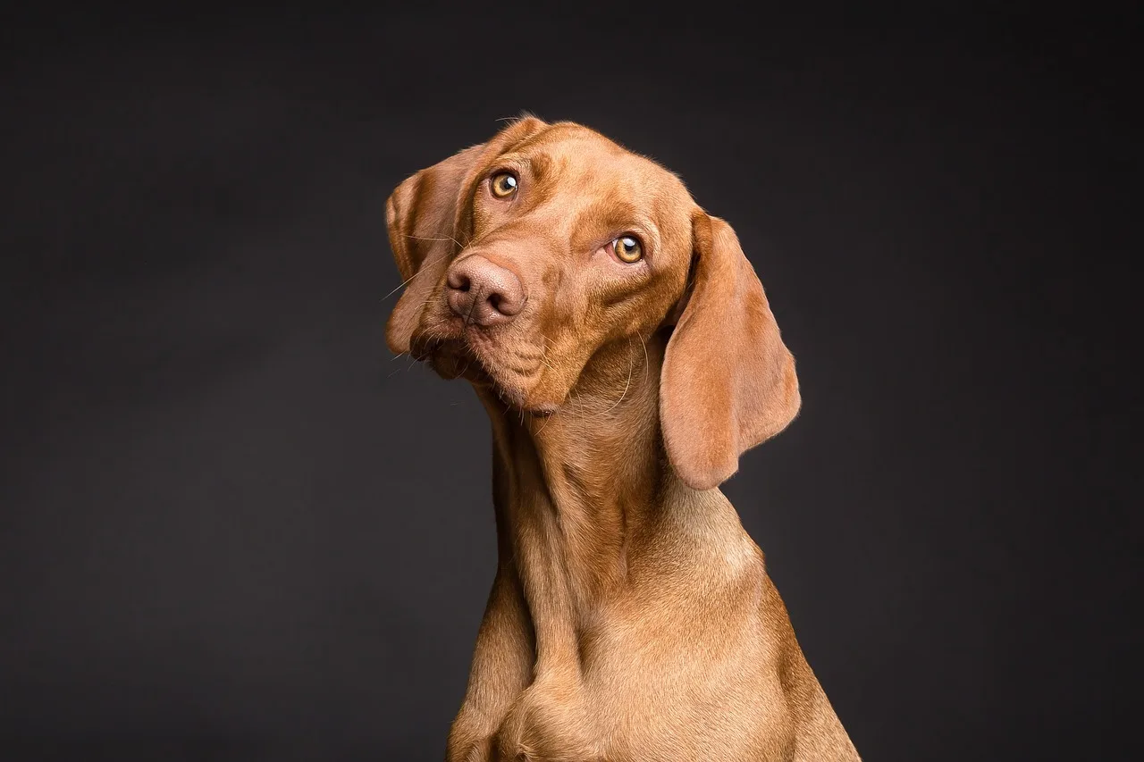 Cachorro de pelo claro descansando em ambiente de cuidados