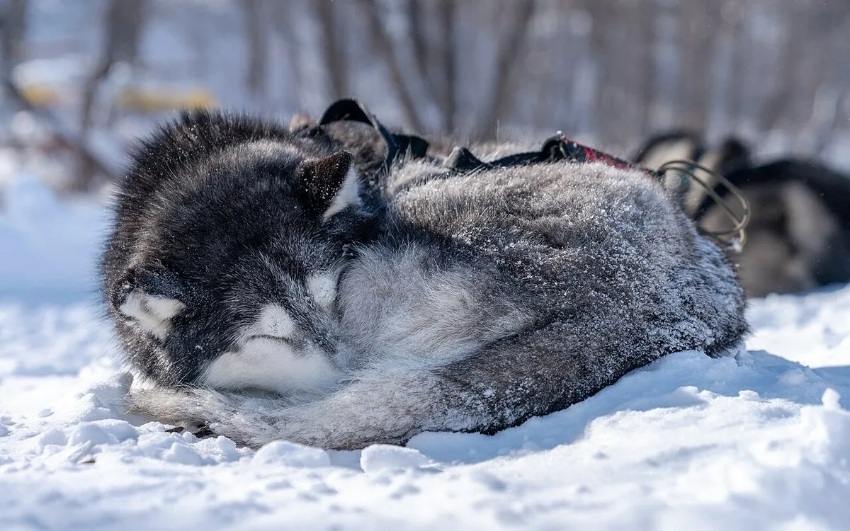 Husky Siberiano em ambiente externo durante rotina de gasto de energia