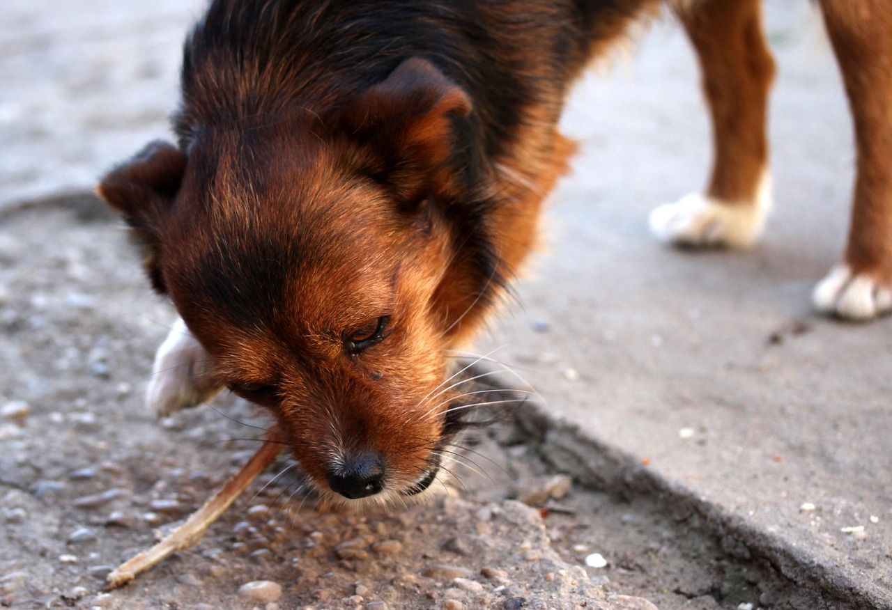 Cachorro e gato em uma cozinha residencial perto de alimentos