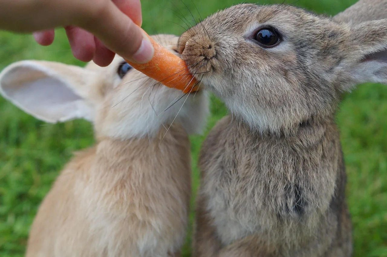 Pequeno pet em ambiente doméstico representando alimentação cuidadosa