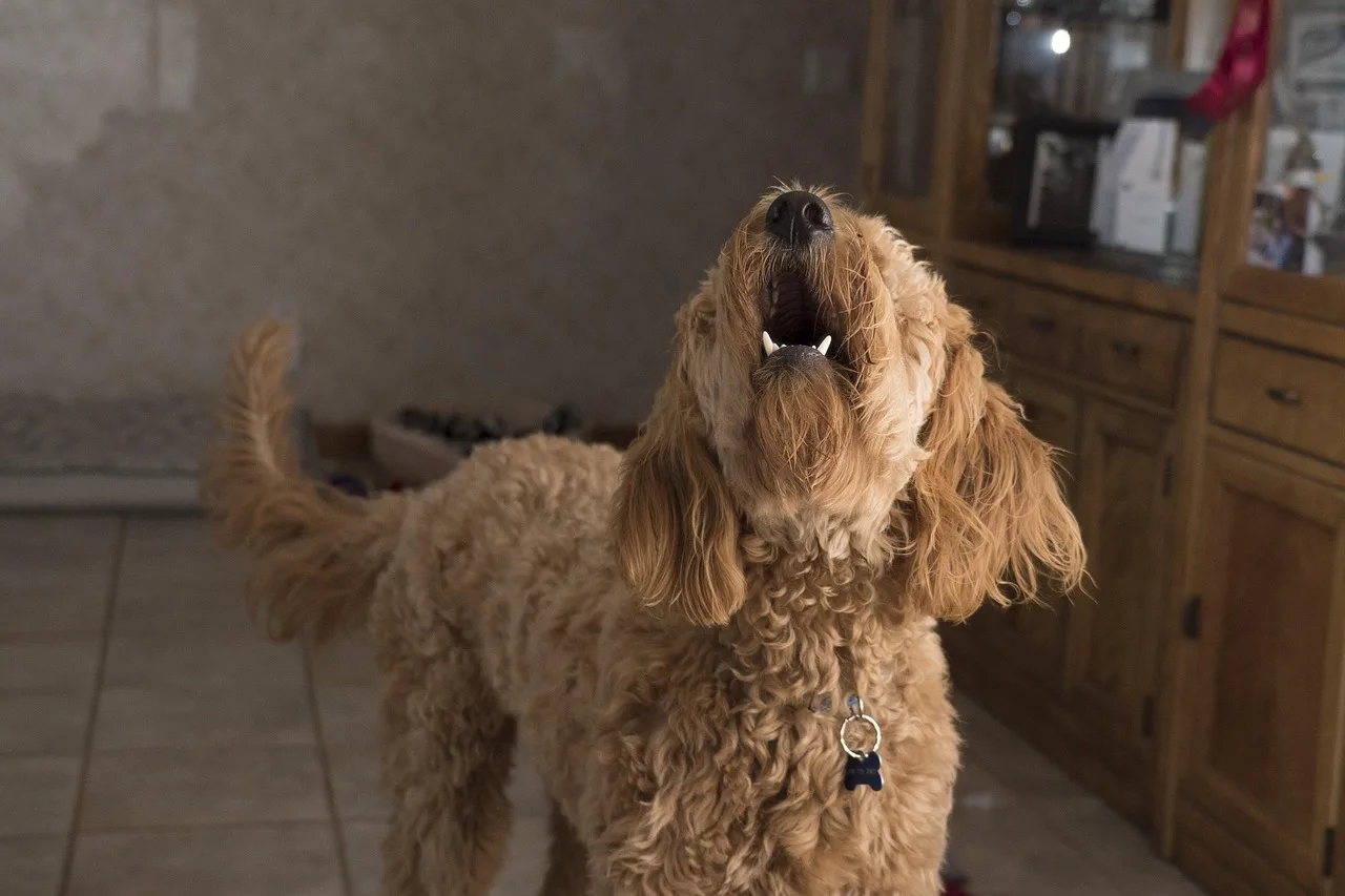 Cachorro esperando em casa perto da porta com expressão calma