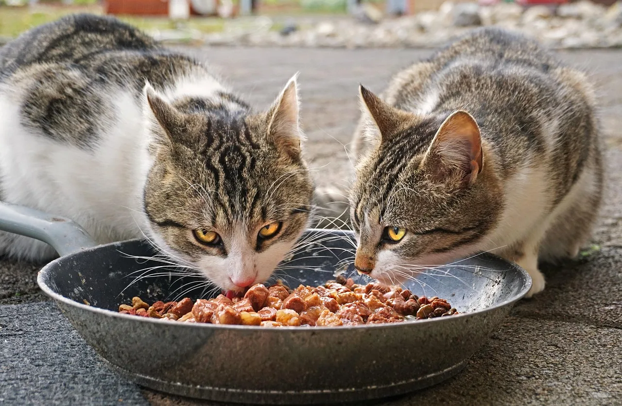 Gato sentado perto de um pote em ambiente doméstico